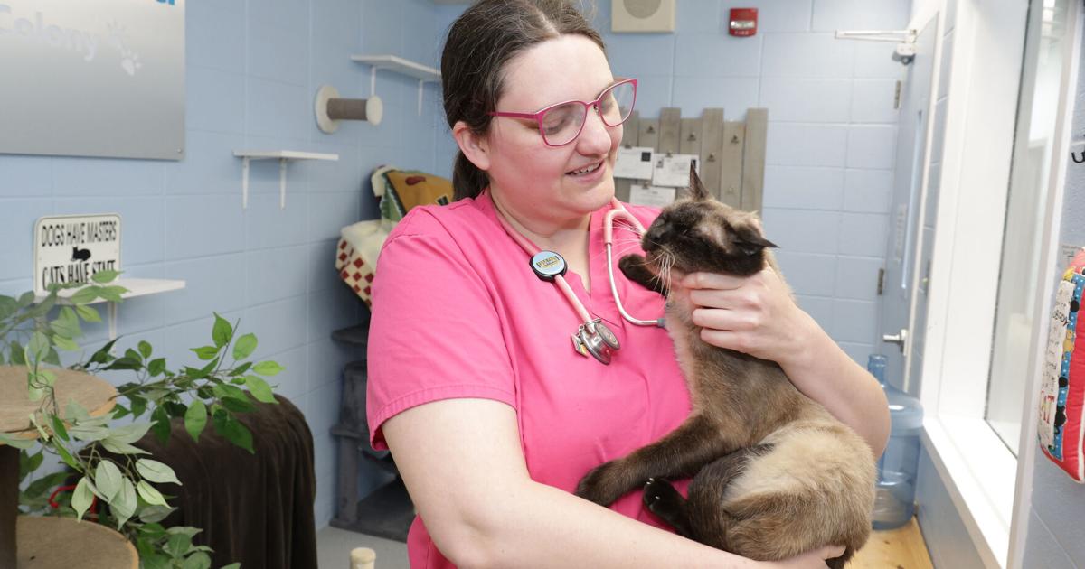 Get Healthy: Summertime pest, heat precautions are needed for pets, too