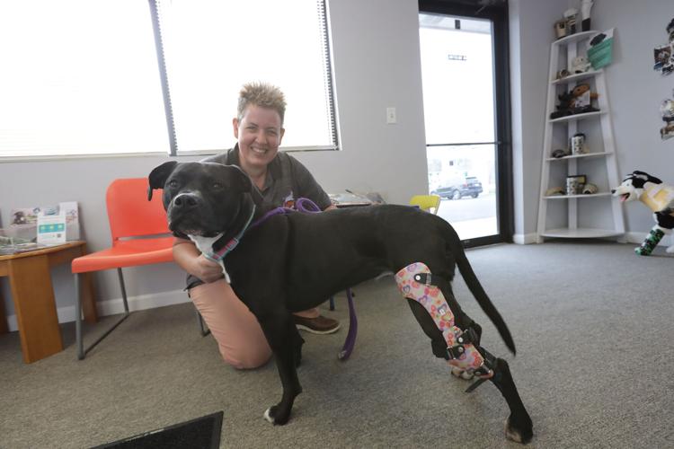 Paws In Motion gives new mobility to disabled dogs