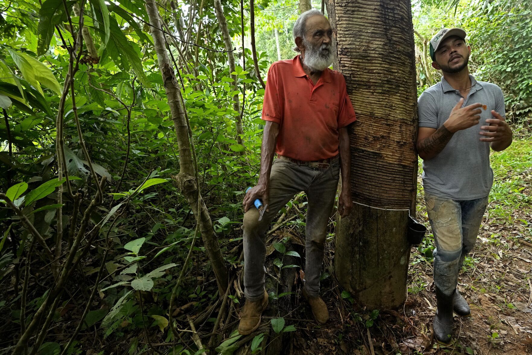 Amazon Lula Deforestation