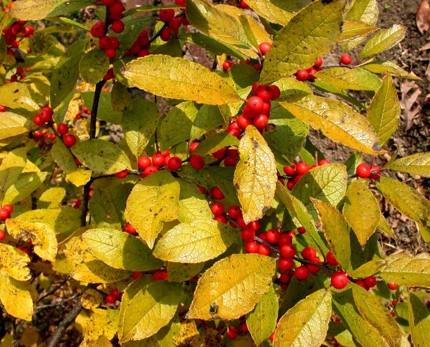 Hedge fun Purdue CD lists more than 100 of Indiana's native shrubs