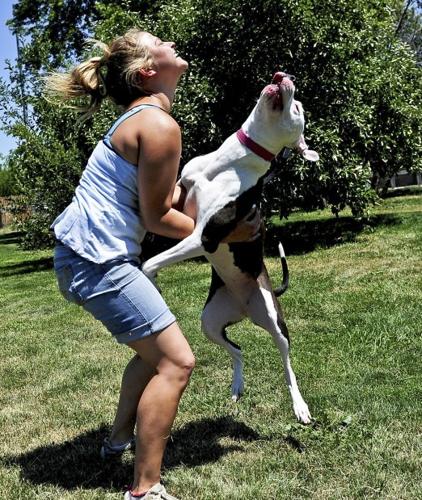 Animal shelter seeks to rehab pit bulls Animal shelter seeks to rehab pit bulls