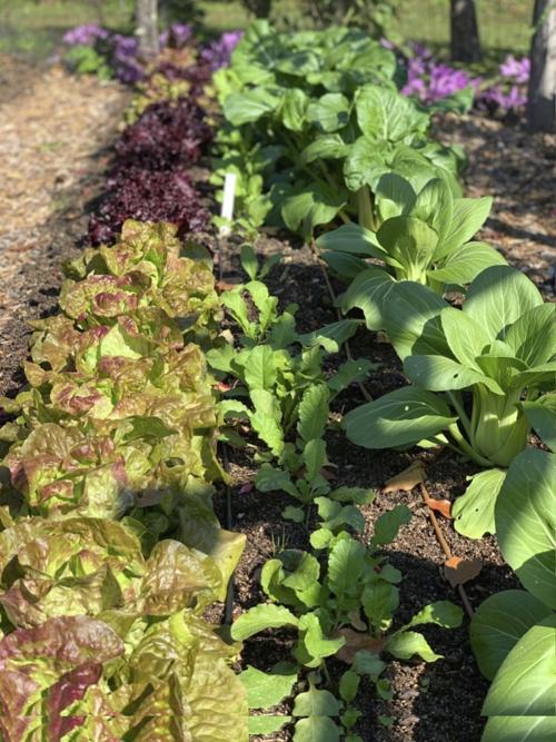 Tasty, healthy eating can sprout right from your own garden