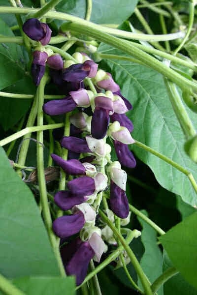 Herbal Healer: What is kapikachu? | Home and Garden | nwitimes.com