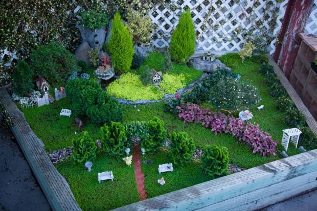 A 'little' garden magic: Gardeners embrace miniature plants as fairy