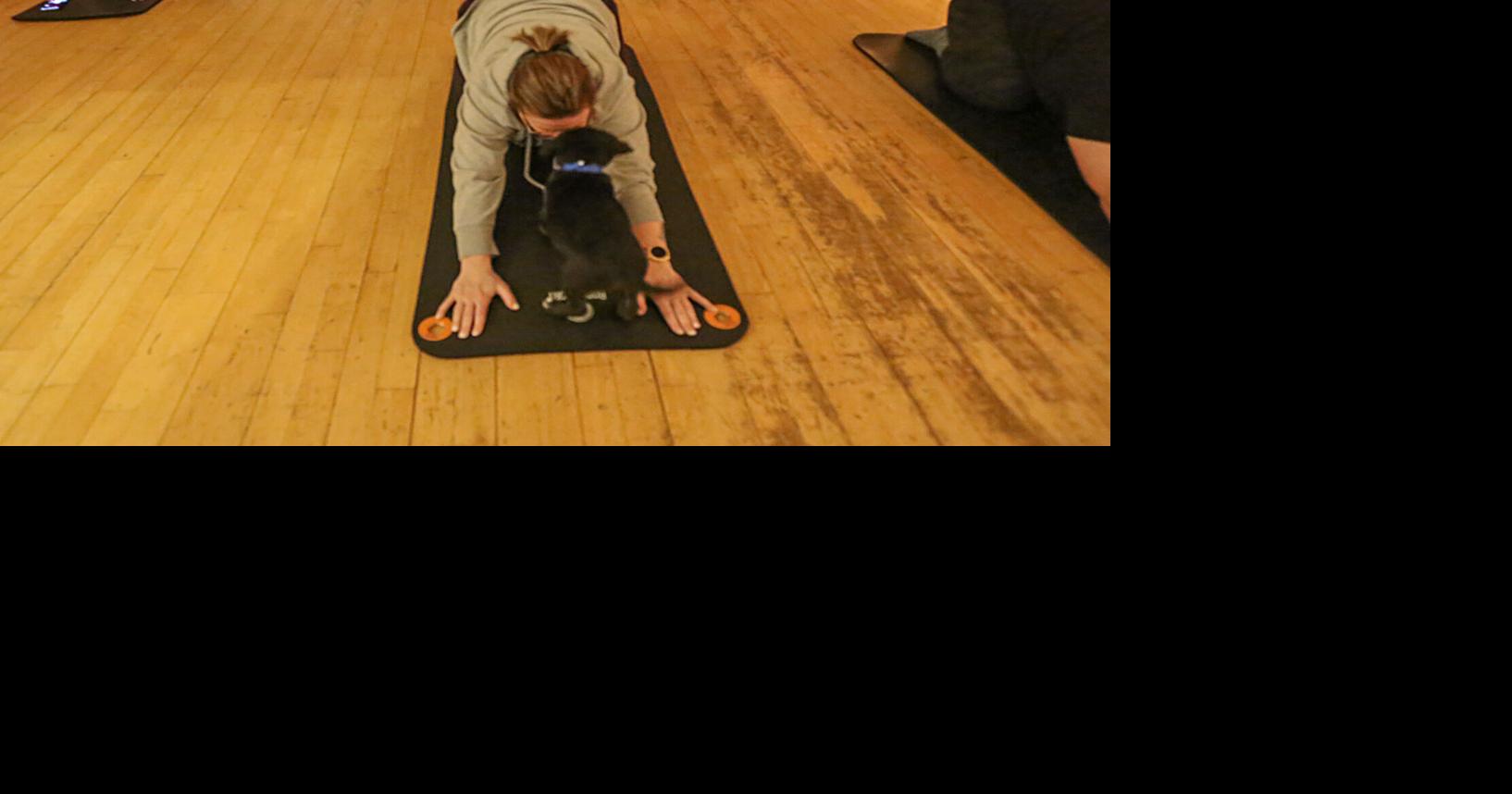 Puppy yoga gives cute glimpse of revamped Hobart Humane Society