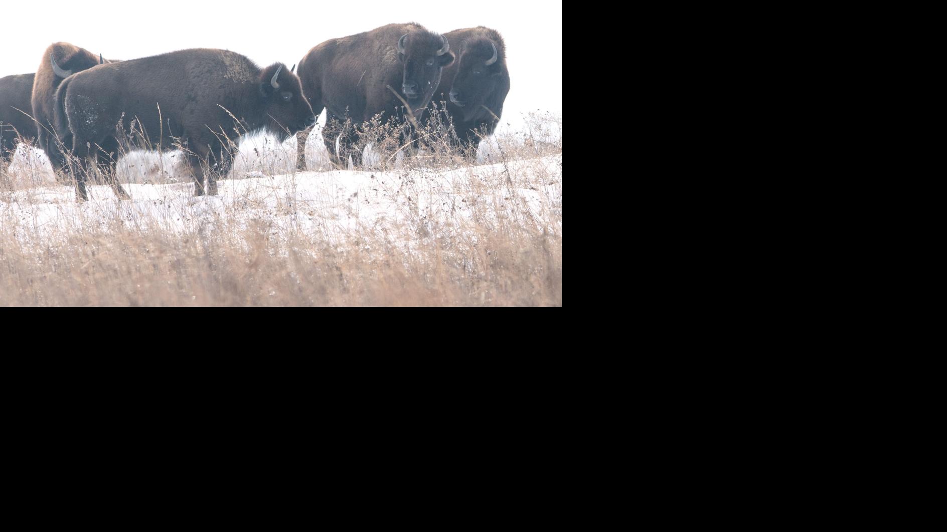 Northwest Indiana wild bison herd nearly doubles in year Indiana