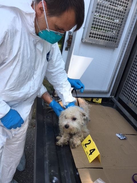 35 dogs found in Michigan City home where woman was covered with feces, lice and maggots