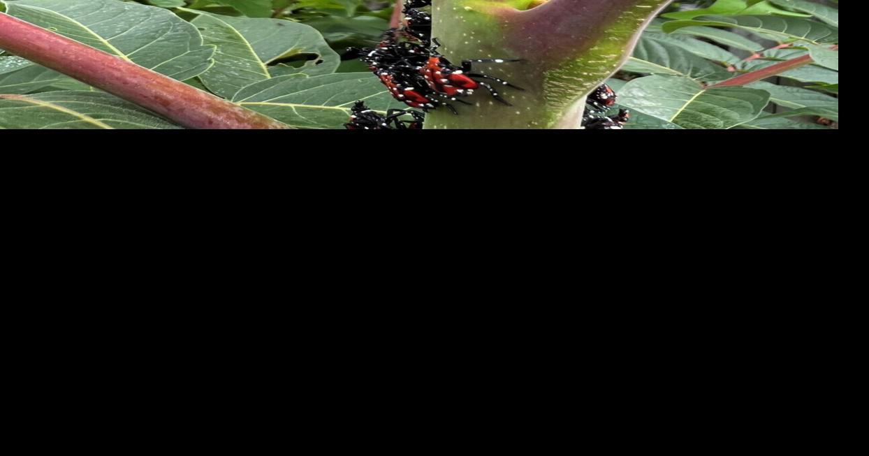 Conference to teach NWI residents to spot invasive species