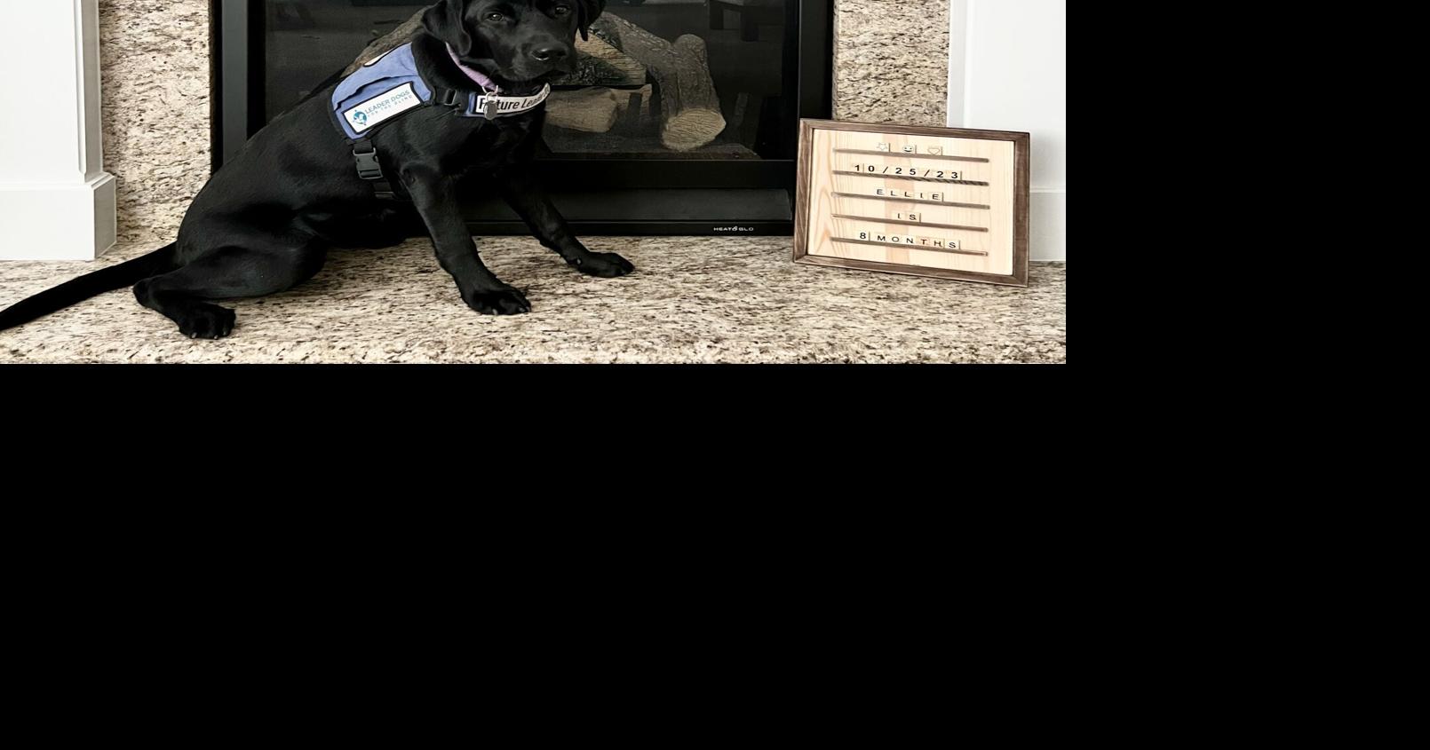 New Lenox couple preparing lab puppy to become guide dog