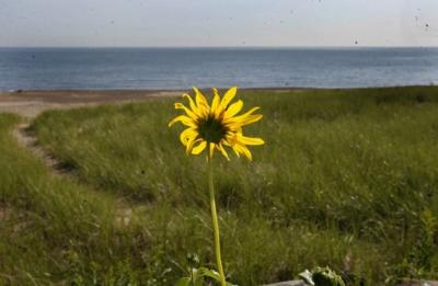 Report: Environment improving, but needs planning with a broader scope