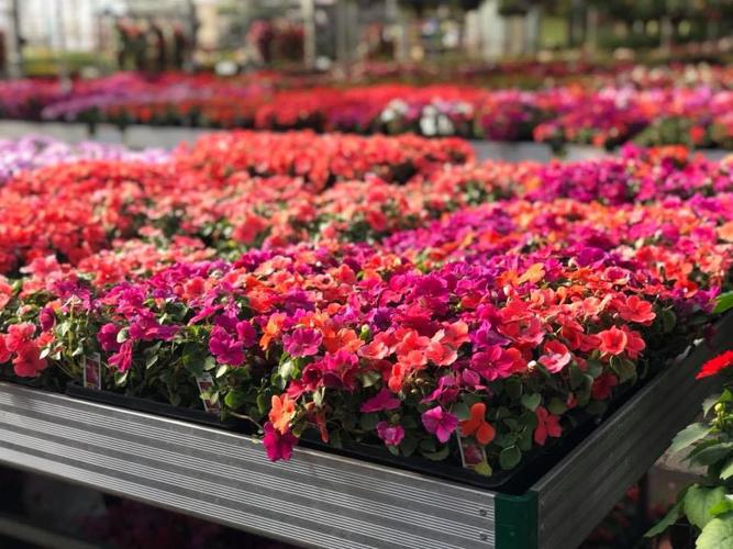 Best Garden/Nursery Store