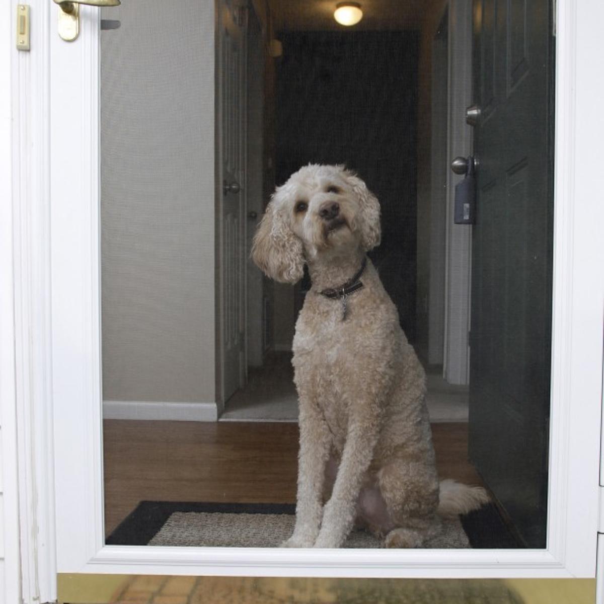 How To Train A Dog To Stop Jumping At The Door Nwiparent