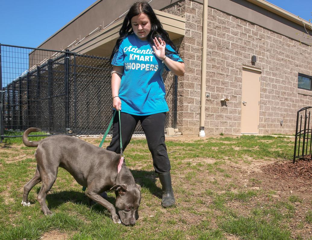 Some Porter County towns to pay more for animal shelter