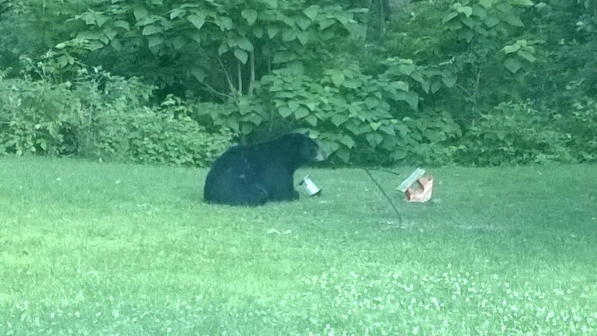 Black bear spotted again in Michigan City Michigan City News