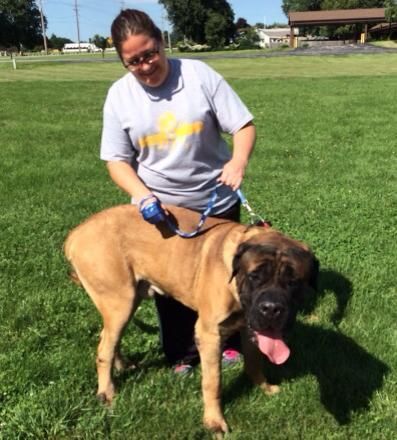 giant dog rescue near me