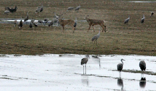 The Sandhill Cranes return