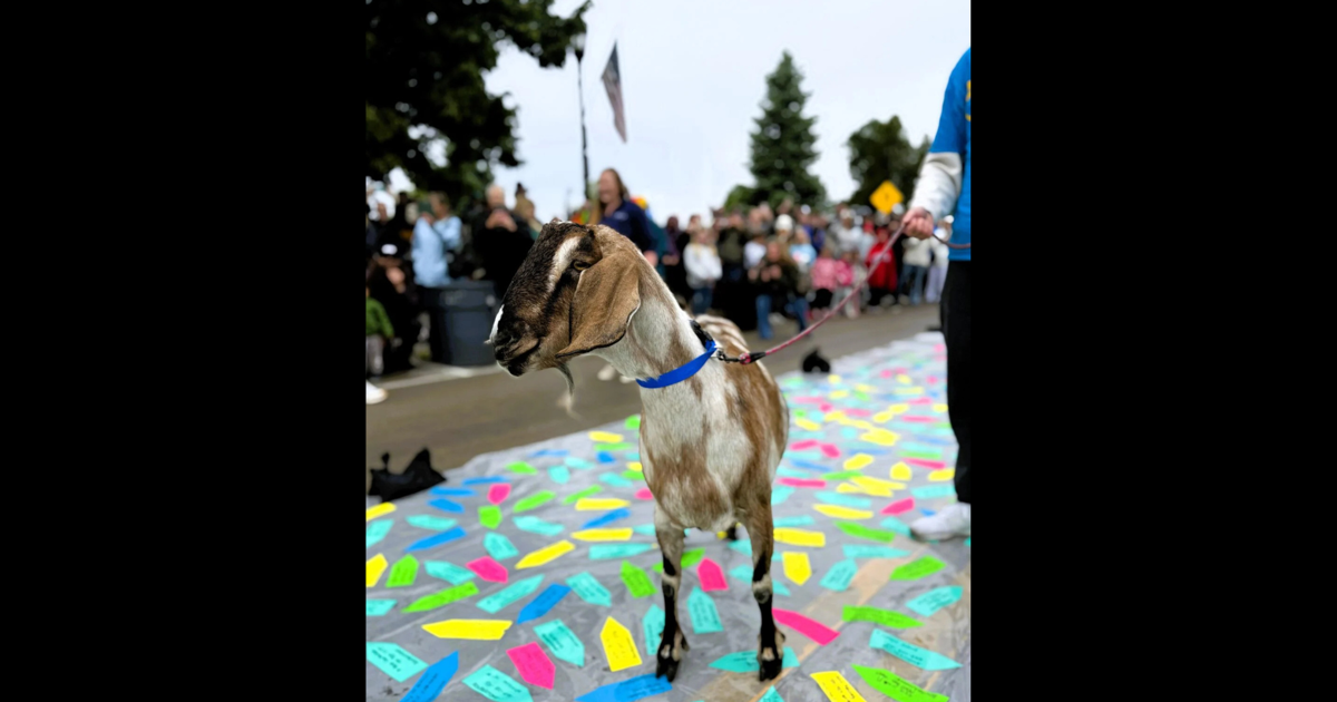 TRAVEL: Door County’s goat parade ushers in summer traditions in Wisconsin