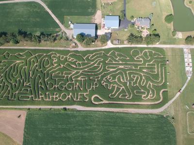 'Digging up bones' corn maze features wooly mammoth, sabertooth cat