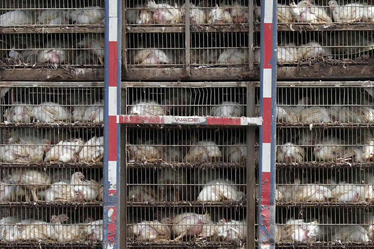 UK worries Brexit could bring 'chlorinated chicken' from US