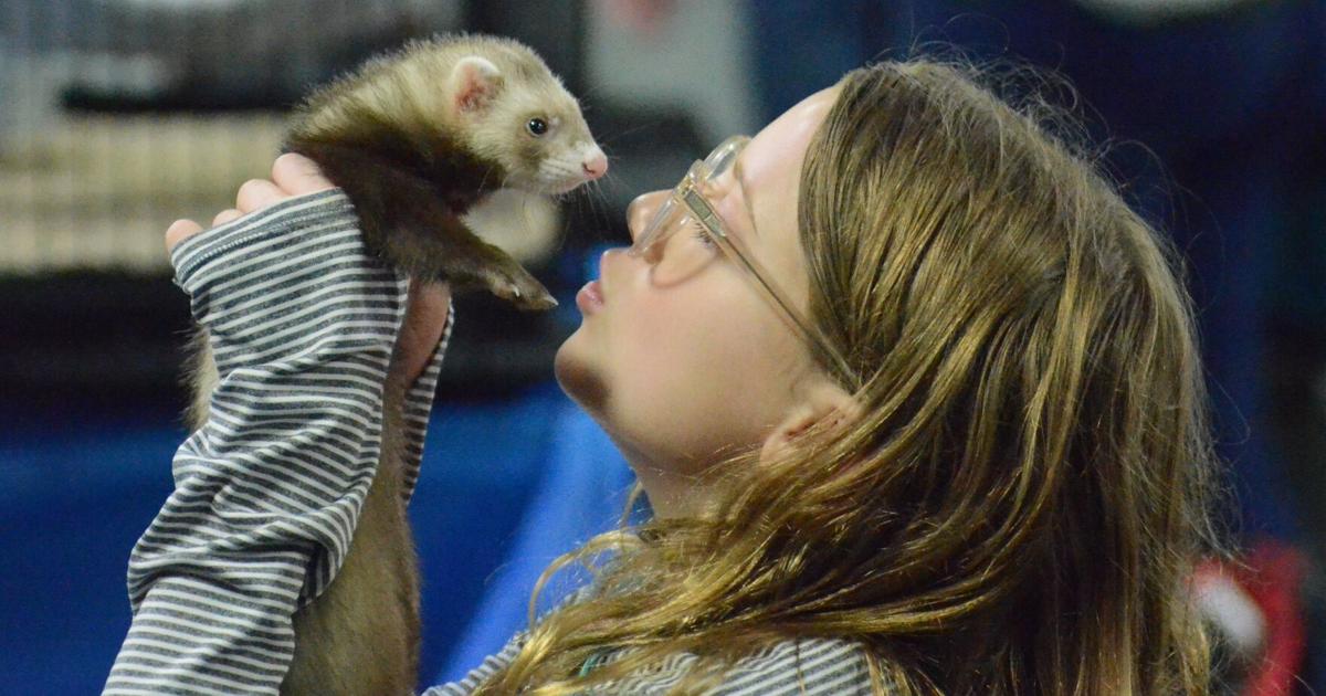 Ferret association takes a page from Pooh in celebrating their playful pets | Homer-glen