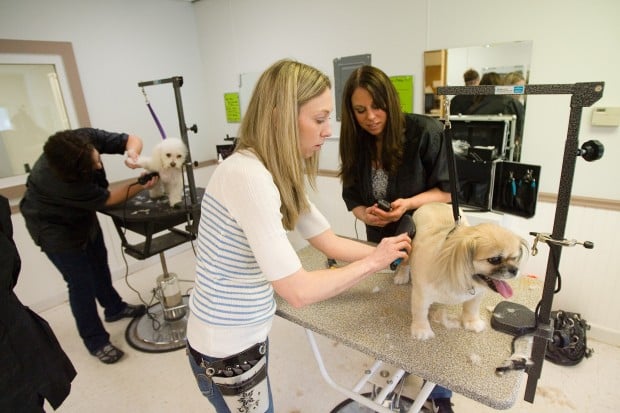 dog grooming school