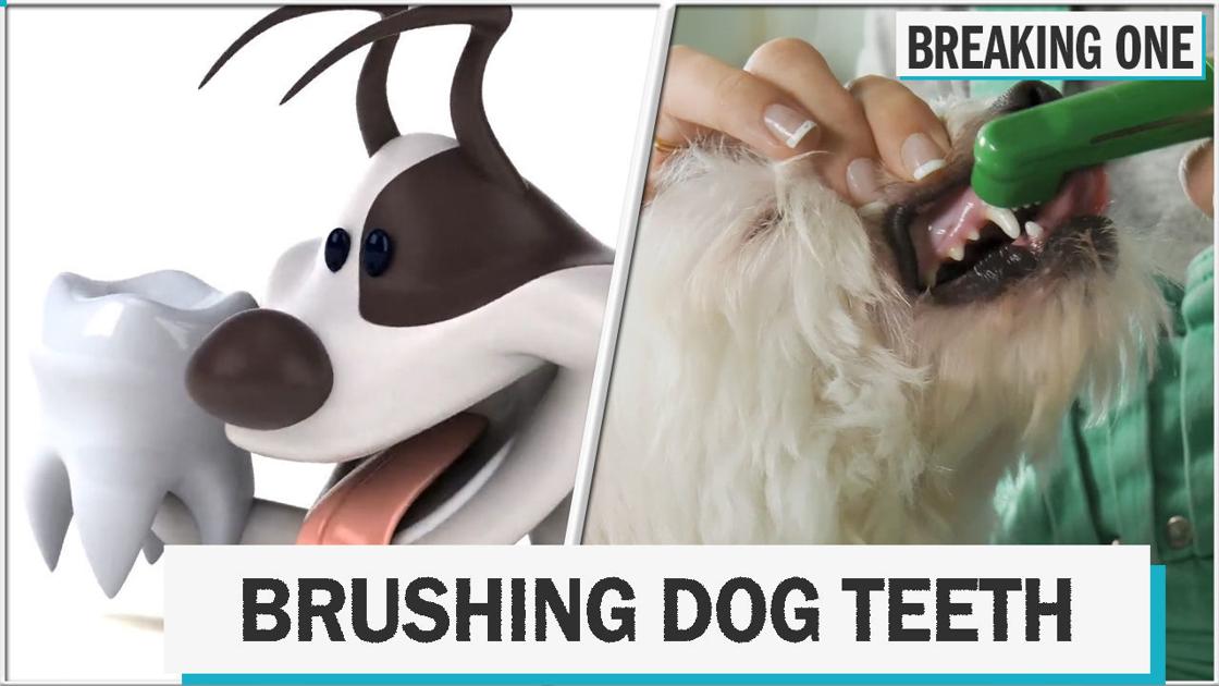 Keep your dog's teeth clean with these easy tips Entertainment