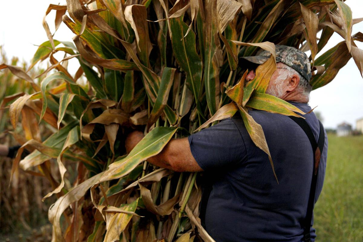The shocking way to dry corn Northwest Indiana History