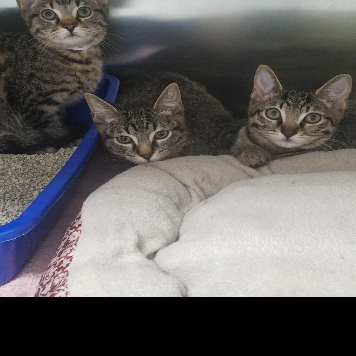 27 Cats And Kittens Abandoned In Box At Animal Shelter Latest