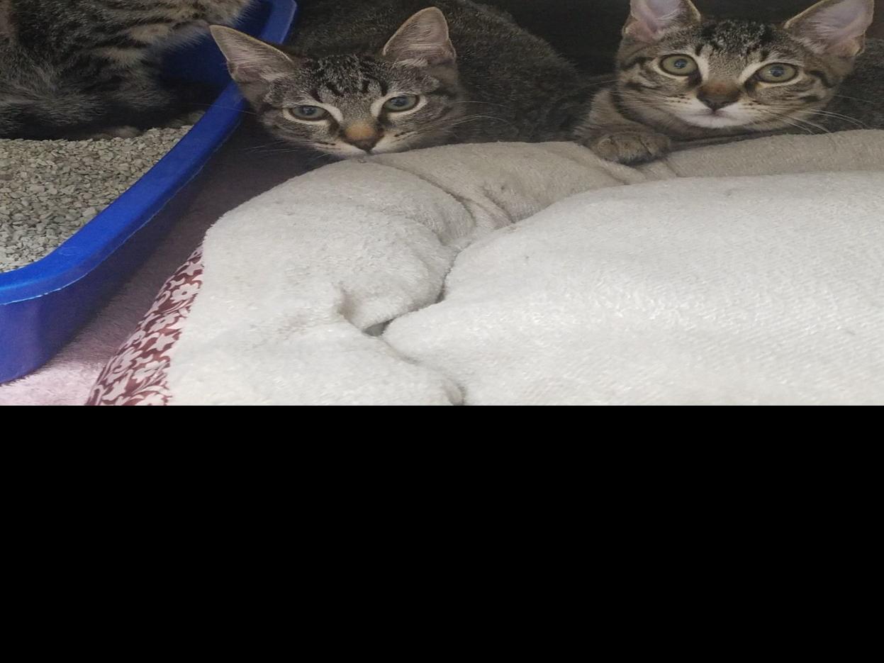27 Cats And Kittens Abandoned In Box At Animal Shelter Latest