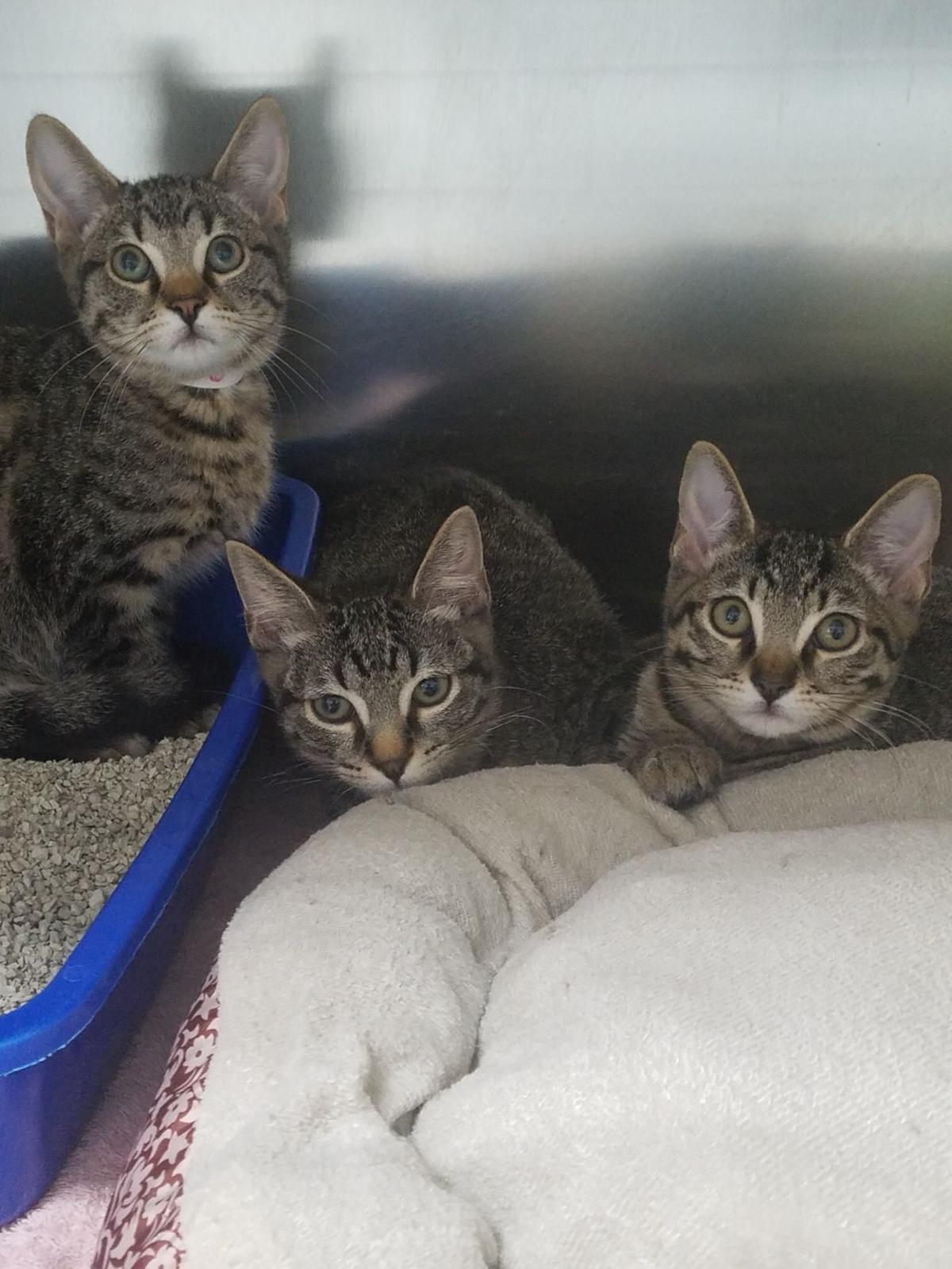 27 Cats And Kittens Abandoned In Box At Animal Shelter Latest Headlines Nwitimes Com