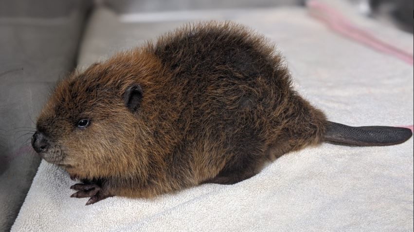 Residents call police after finding baby beaver in Crown Point garage