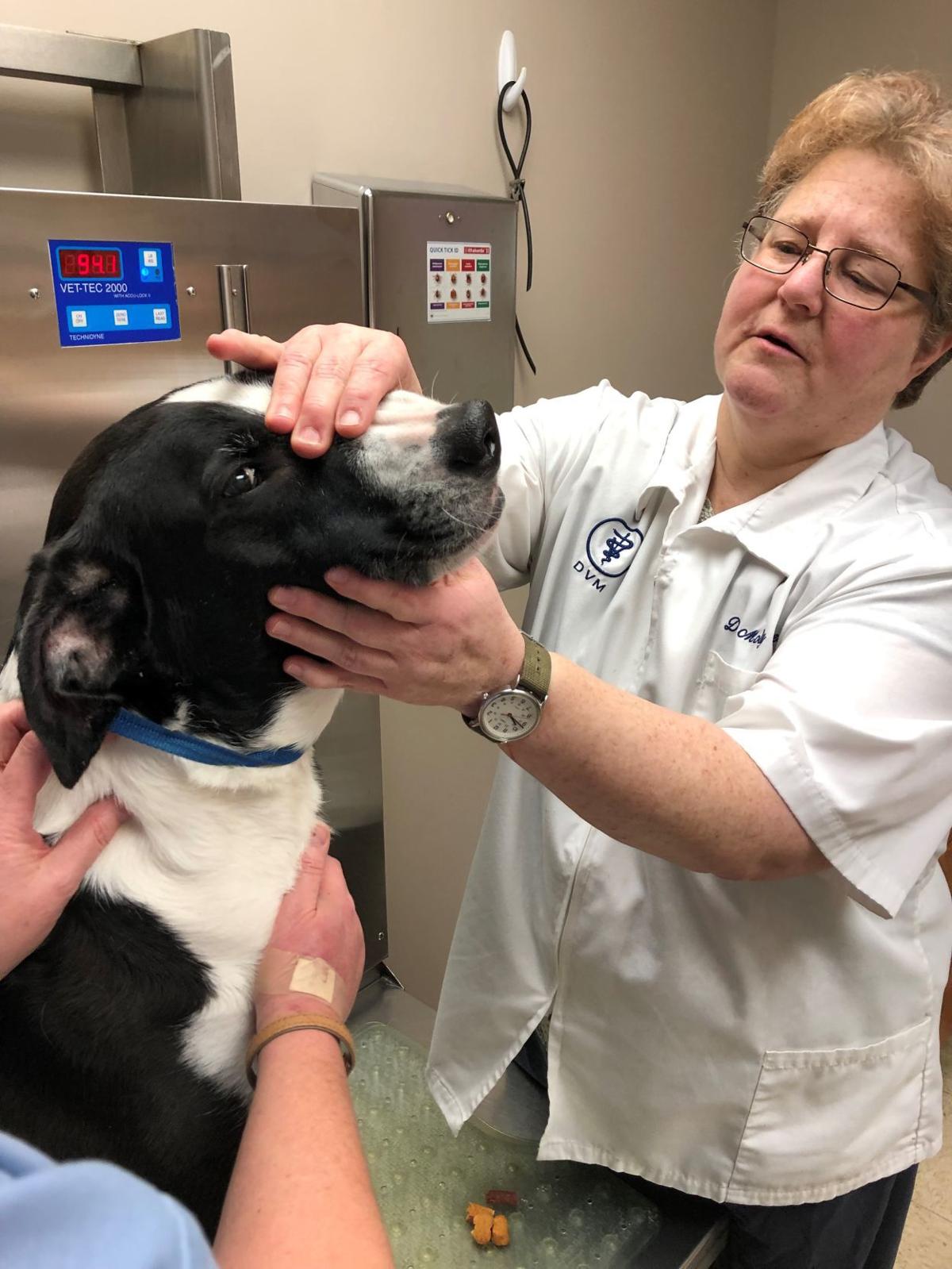 Northwest Indiana Veterinarians Say Your Dog And Cat Can Catch