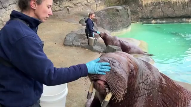 Why walruses are fed restaurant-quality seafood at zoo in Washington