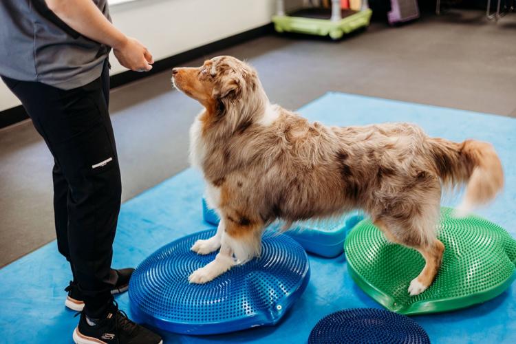 Best Veterinary Clinic