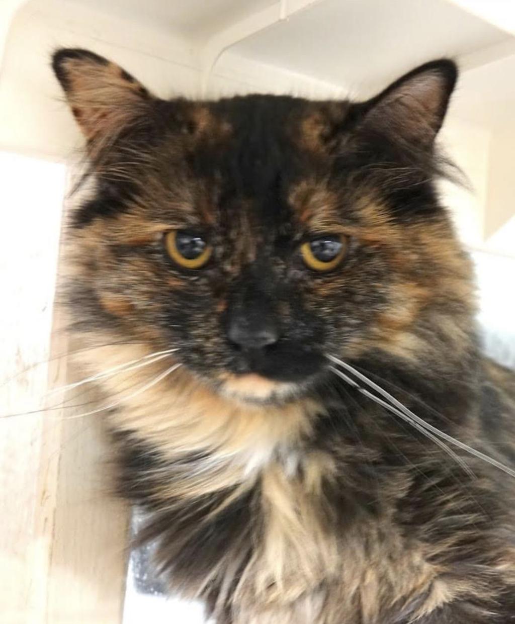 Gallery Pets Of The Week Meet Bugsy Pets Nwitimes Com