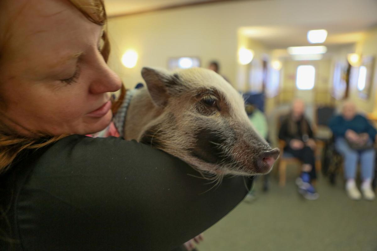 Pigging out: Winfield pet pig brings joy to M'ville seniors
