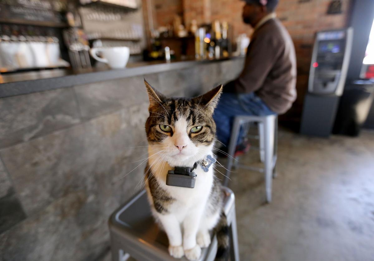 Luther, Windmill Brewery house cat