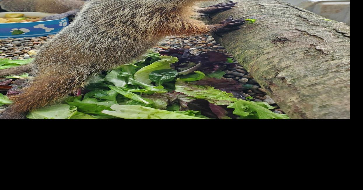 New Groundhog Day tradition taking place at SSCVA