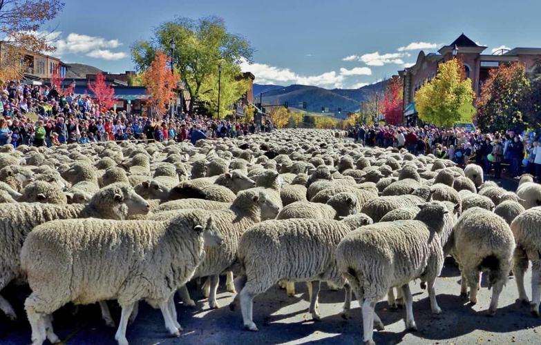 sheep fill up Main street Ketchum