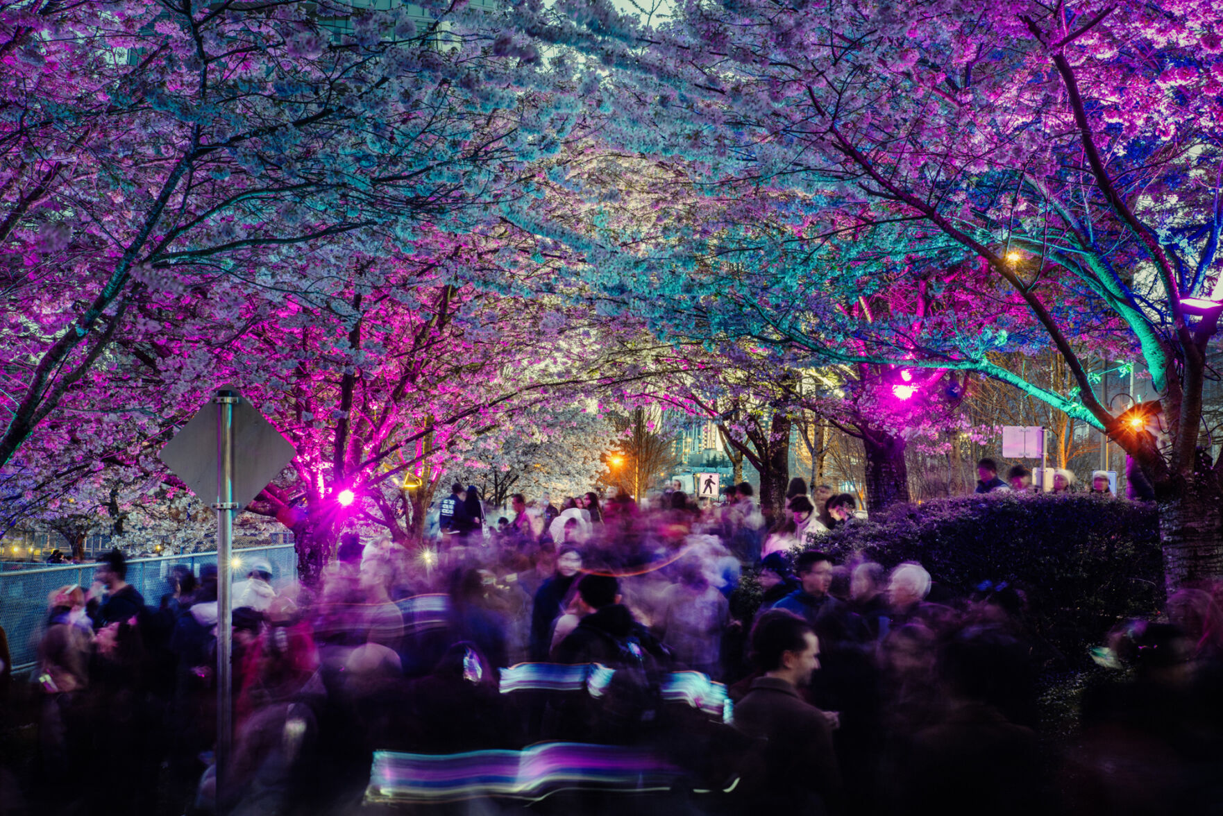 Celebrate Spring at the Cherry Blossom Festival | British Columbia ...