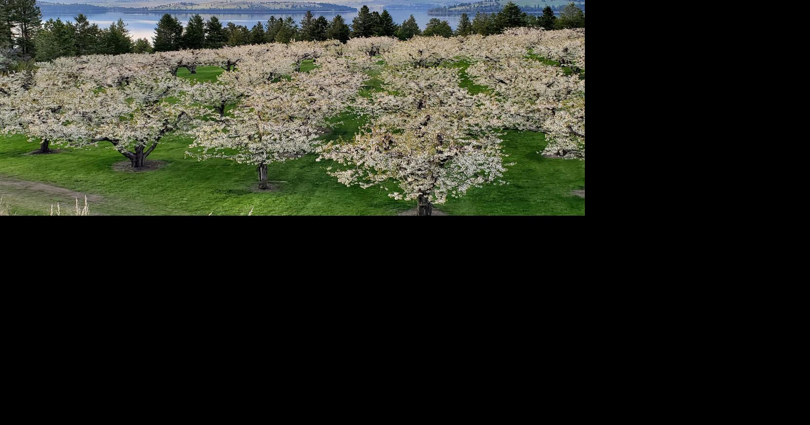 Celebrate Spring in Kalispell, Montana | Montana | nwtravelmag.com