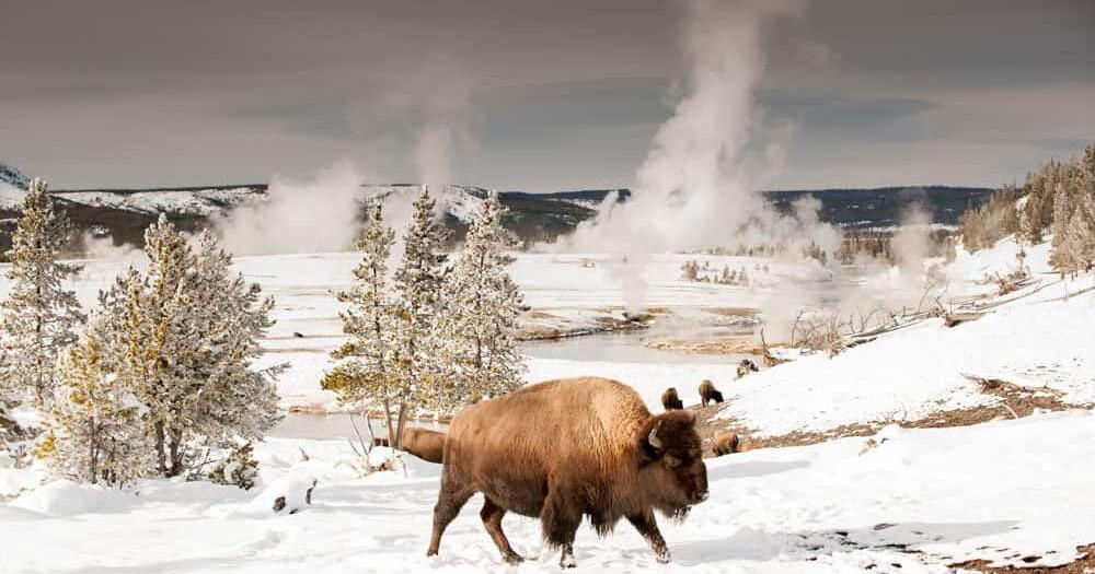 Winter Wildlife Tour, Yellowstone National Park, Montana | Montana ...