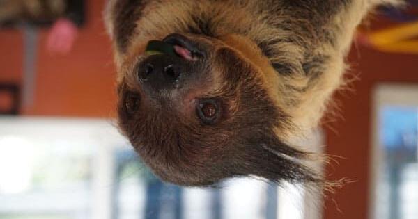 Sloth Center | Archives | nwtravelmag.com