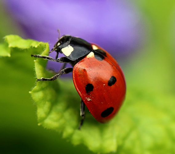 Spring Bugs Show Up Early — Officials Warn More Bed Bugs Lurk as Hidden ...