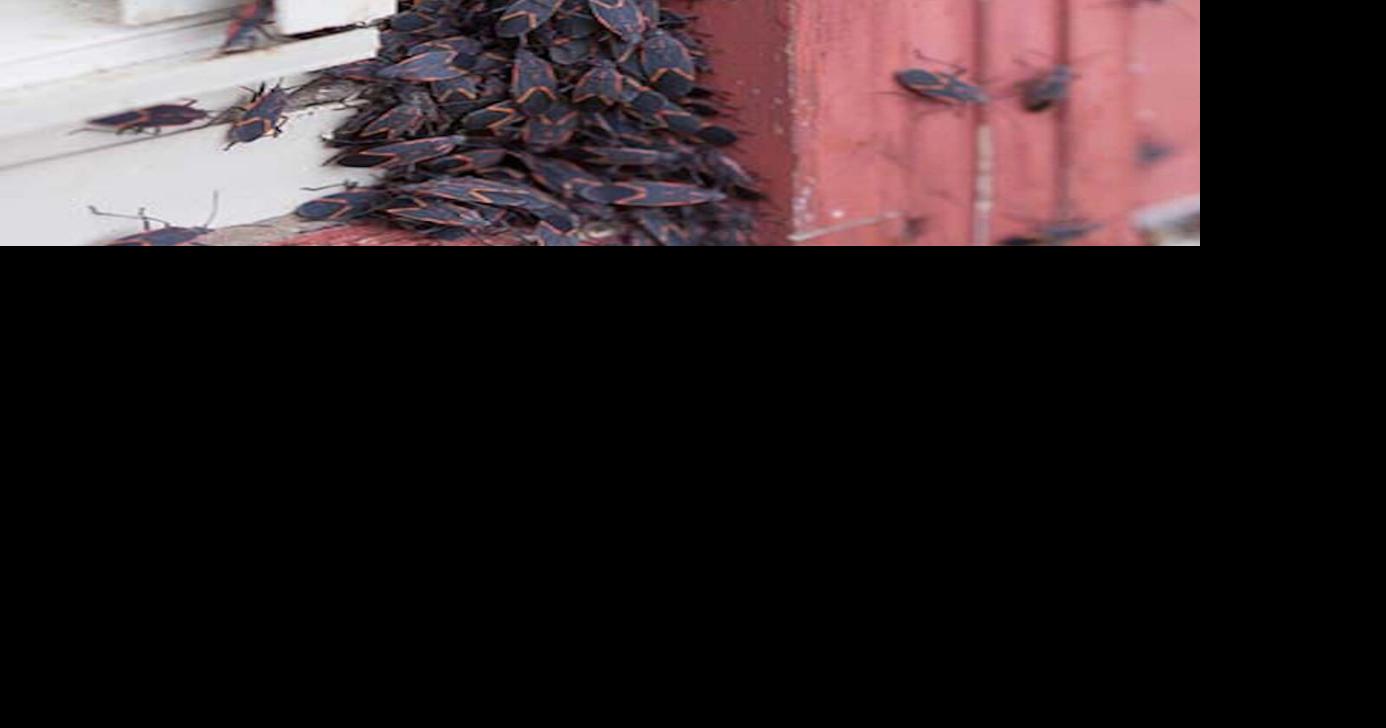 Where Do the Bugs Go? — Winter Sends Pests Underground, Indoors, and ...