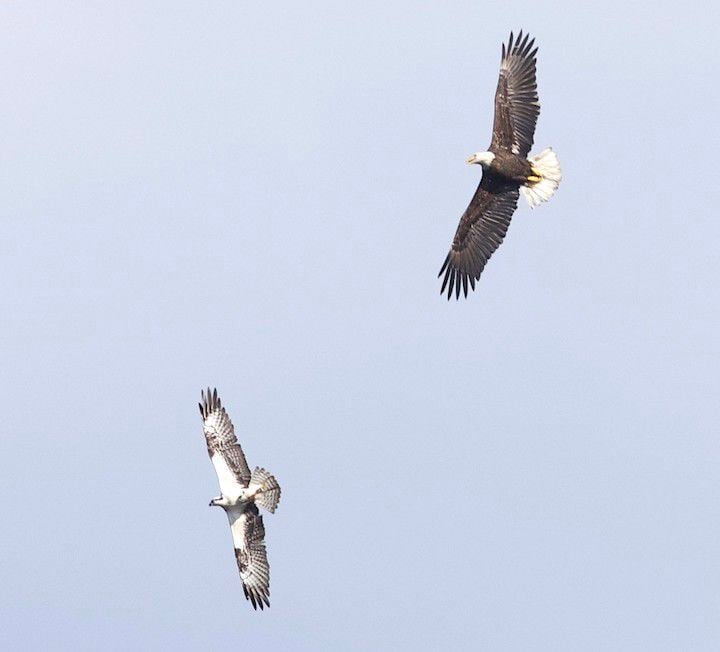 Osprey (left) and American bald eagle