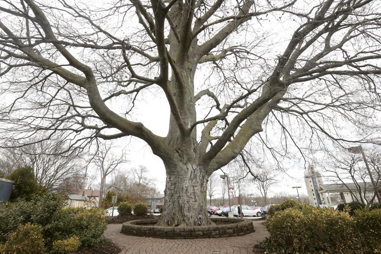 Town bids farewell to iconic, 200yearold copper beech tree Western