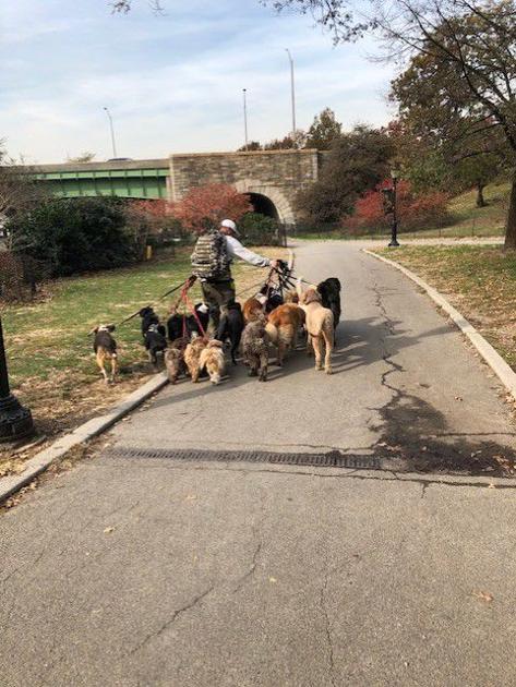 Spca In Cattaraugus County There S Country Dogs And There S City Dogs Lifestyle Oleantimesherald Com