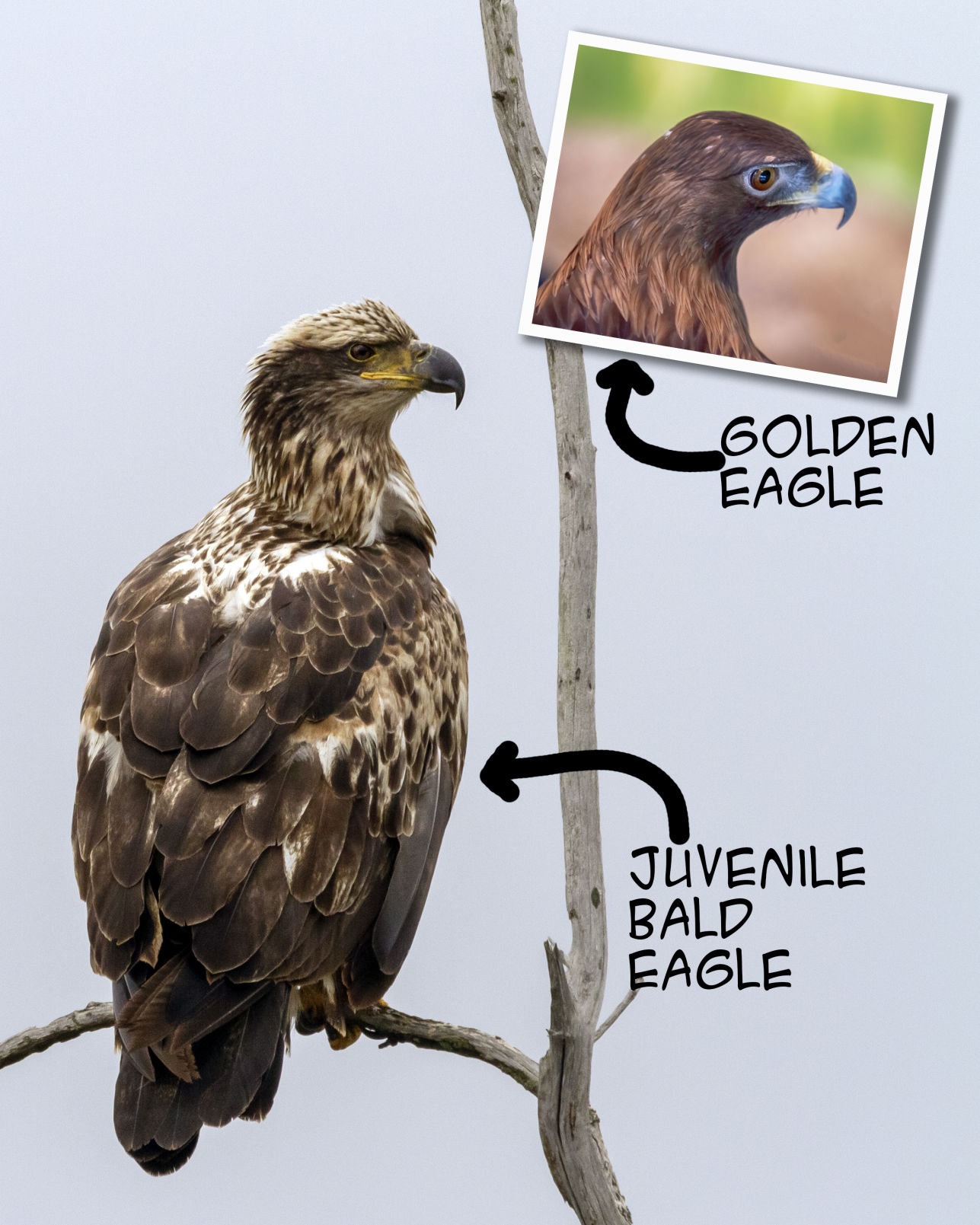 golden eagle vs bald eagle golden eagle vs bald eagle