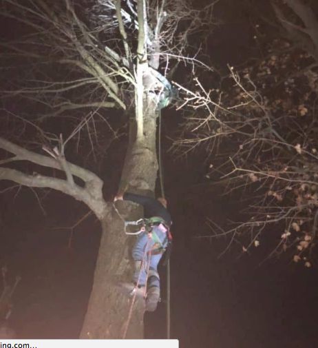 Cat rescue